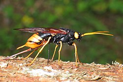 Pílovka veľká (Urocerus gigas)