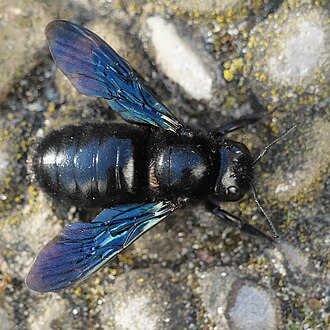 Drevár fialový (Xylocopa violacea)