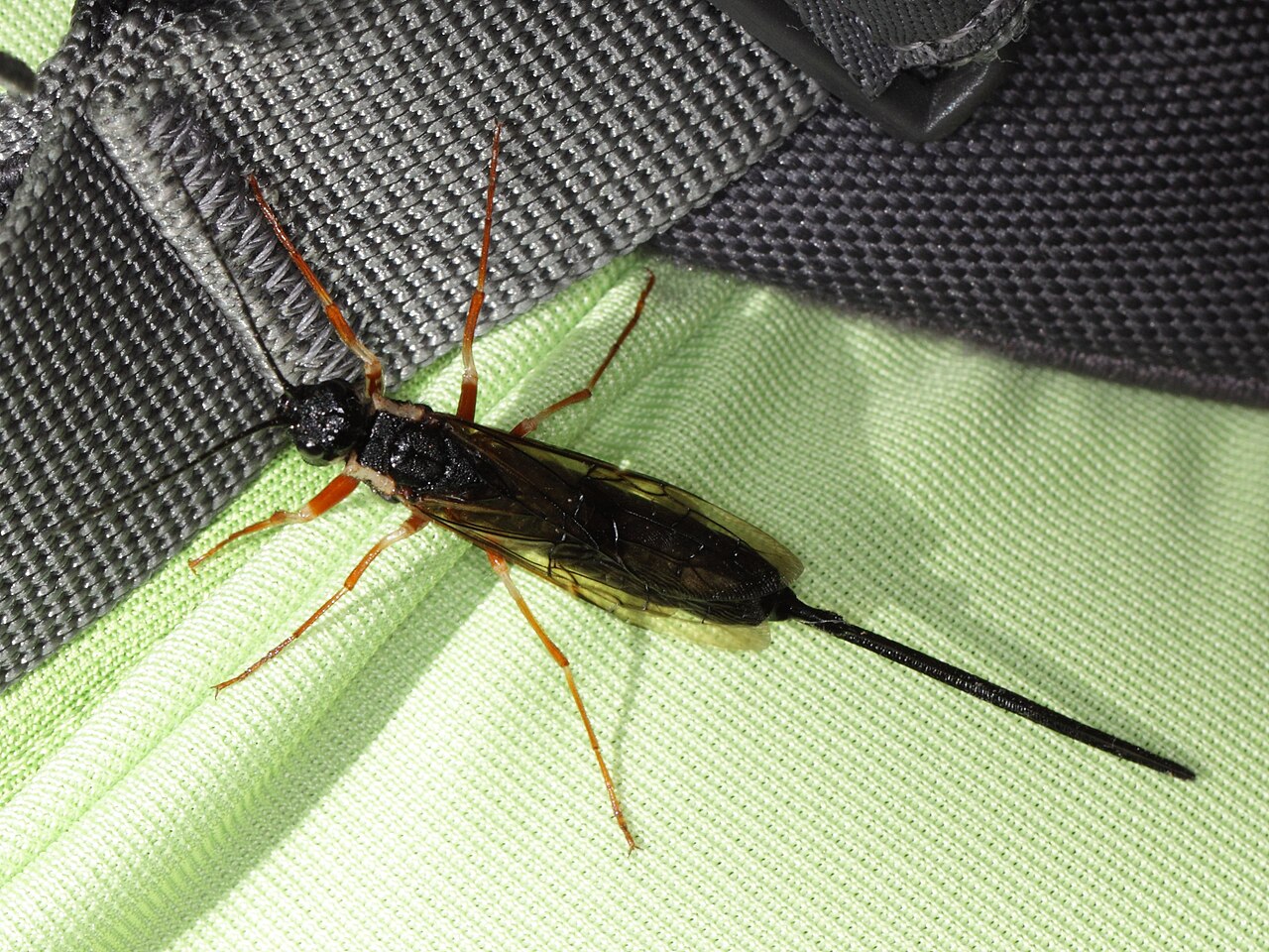 Pílovka čierna (Xeris spectrum)