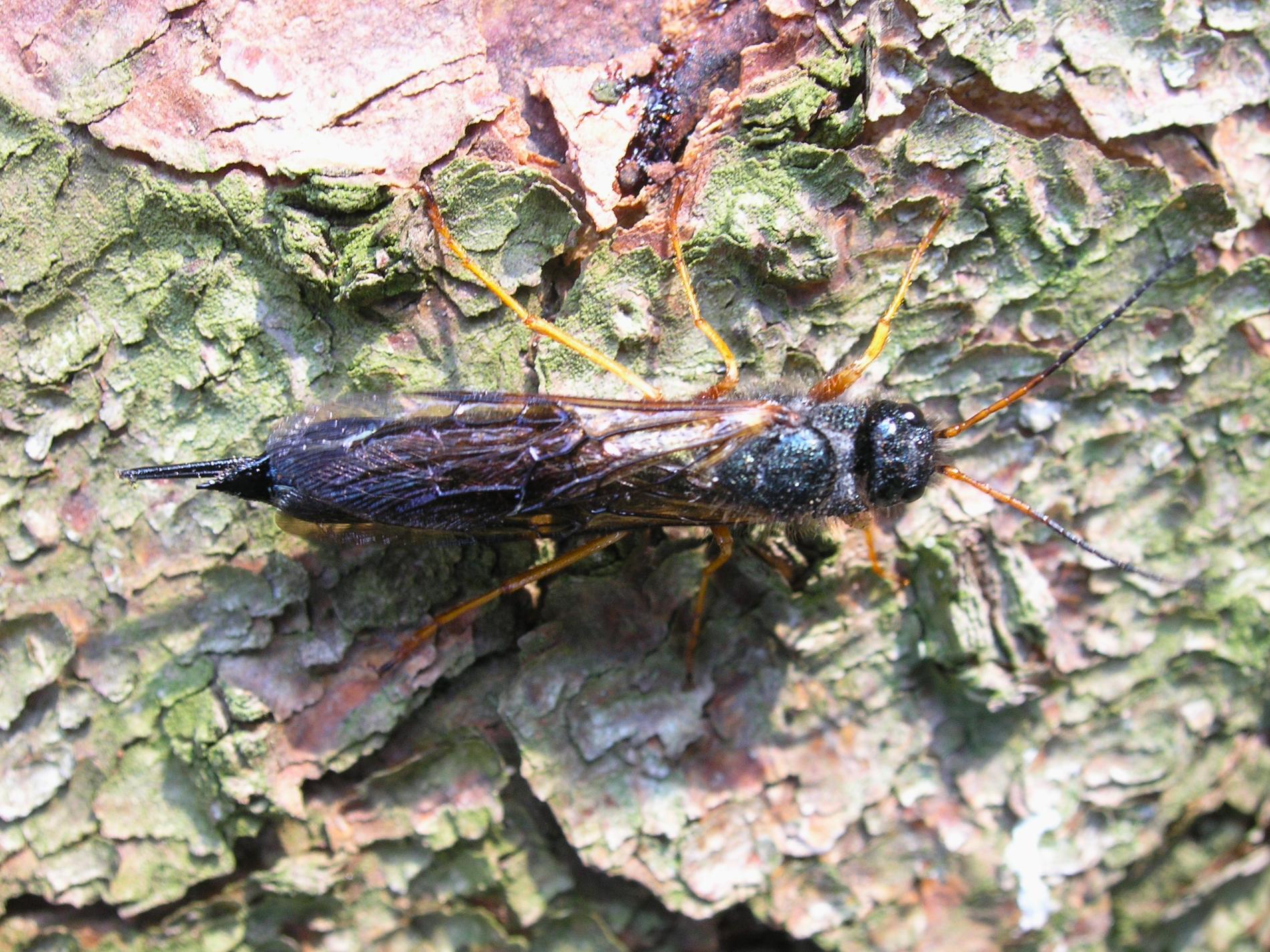 Pílovka fialová (Sirex juvencus)